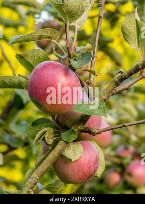 Gros plan de pommes rouges mûres qui mûrissent sur l'arbre Banque D'Images