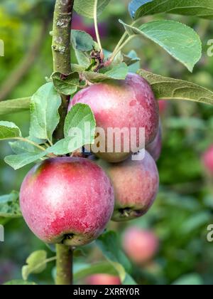 Gros plan de pommes rouges mûres qui mûrissent sur l'arbre Banque D'Images