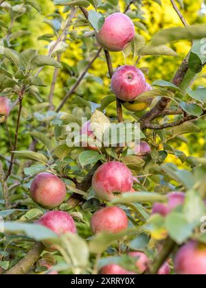 Gros plan de pommes rouges mûres qui mûrissent sur l'arbre Banque D'Images