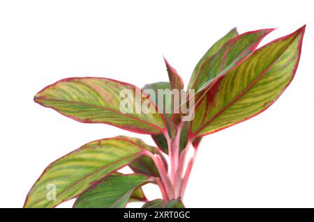 Fleur de rouge à lèvres Aglonema isolé sur fond blanc Banque D'Images