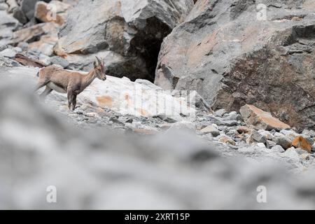 Ibexes femelle dans la saison estivale (Capra ibex) Banque D'Images