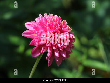 Un gros plan du type anémone Dahlia 'Alyshia' Banque D'Images