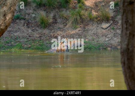 Tigress connu sous le nom de DJ (Dhawajandhi) avec des subadultes dans la zone Mukki de Kanha Tiger Reserve, inde . Banque D'Images