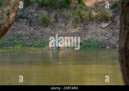 Tigress connu sous le nom de DJ (Dhawajandhi) avec des subadultes dans la zone Mukki de Kanha Tiger Reserve, inde . Banque D'Images