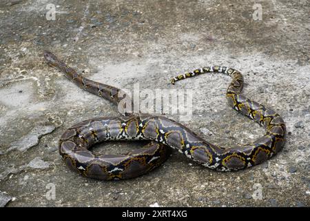 un long python couché sur le sol Banque D'Images