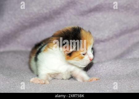 Un chaton calico sieste paisiblement sur une couverture confortable, les yeux doucement fermés, offrant une scène réconfortante de confort et de tranquillité Banque D'Images