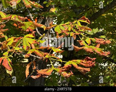 Freiburg Im Breisgau, Allemagne. 12 août 2024. Des feuilles de couleur brune pendent d'un châtaignier. L'arbre perd les feuilles fanées à grande échelle dès la mi-août, car il est infesté par le mineur de feuilles de châtaignier, également connu sous le nom de papillon de jardin de bière. Vers le tournant du millénaire, l'insecte est également arrivé en Allemagne comme passager clandestin par des voies de transport. Seule la châtaigne à fleurs blanches est infestée par les papillons de nuit. Crédit : Valentin Gensch/dpa/Alamy Live News Banque D'Images