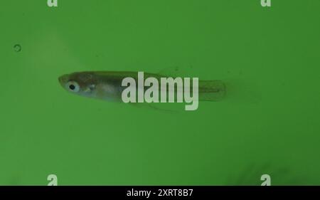 Moustique de l'Ouest (Gambusia affinis) Actinopterygii Banque D'Images