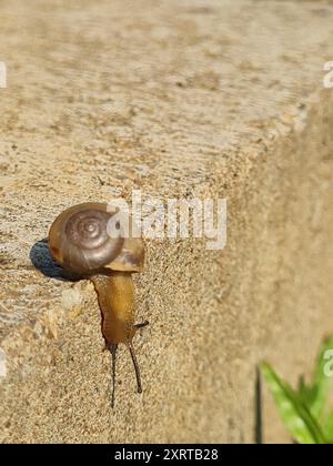 Mignon petit escargot rampant lentement sur le béton gris échappant du béton à la jungle verte. Banque D'Images