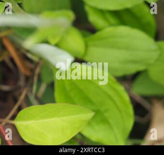 Pussytoes des champs (Antennaria negecta) Plantae Banque D'Images