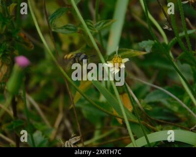 Insecte de guêpe scoliide à trois bandes (Dielis trifasciata) Banque D'Images