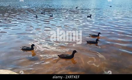 Australasian Coot (Fulica atra australis) Aves Banque D'Images