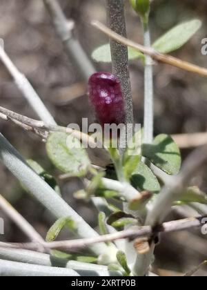 Paperbag Bush (Scutellaria mexicana) Plantae Banque D'Images