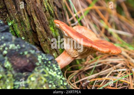 Vue latérale d'un chapeau de lait safran, Lactarius deliciosus Banque D'Images