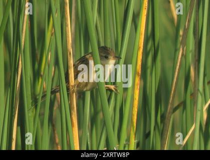 Wren-Spinetail (Spartonoica maluroides) Aves Banque D'Images