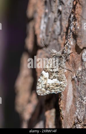 Papillon gris (Hipparchia semele) sur un tronc de pin écossais camouflé contre l'écorce, Surrey Heathland, Angleterre, Royaume-Uni Banque D'Images