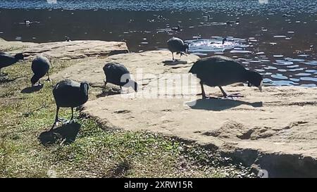 Australasian Coot (Fulica atra australis) Aves Banque D'Images