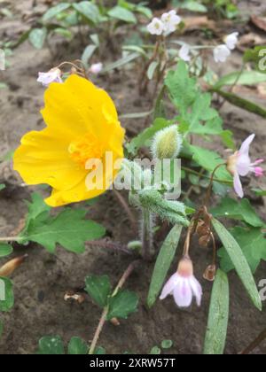 Coquelicot célandine (Stylophorum diphyllum) Plantae Banque D'Images