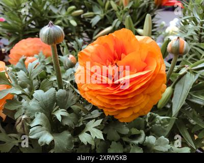 Une grande fleur d'oranger avec des feuilles vertes est dans un jardin. La fleur est entourée d'autres fleurs et plantes Banque D'Images