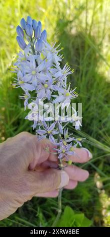 camas atlantiques (Camassia scilloides) Plantae Banque D'Images