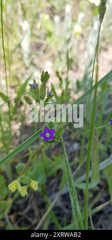 Le verre de Vénus (Legousia hybrida) Plantae Banque D'Images