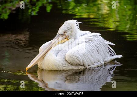 pelican repose sur l'eau, de la famille des Pelecanidae. Oiseau en milieu naturel Banque D'Images