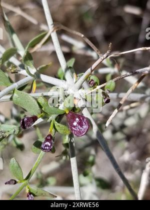 Paperbag Bush (Scutellaria mexicana) Plantae Banque D'Images