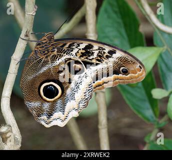 Hibou géant à bords jaunes, Caligo atreus, jardin des papillons, Mindo, Équateur, Amérique du Sud Banque D'Images