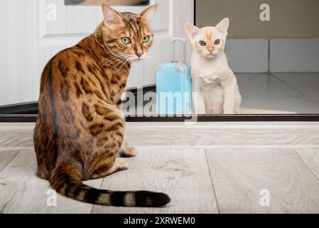 Un chat adulte et un petit chaton avec une valise dans la porte. L'apparition d'un nouveau chat dans la maison. Banque D'Images