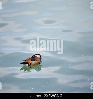 Canard Mandarin coloré Aix galericulata dans le lac Beihai dans le parc Beihai à Pékin, Chine Banque D'Images