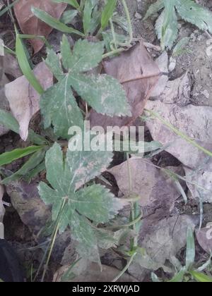Houblon japonais (Humulus scandens) Plantae Banque D'Images