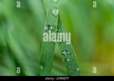 Gros plan de gouttes de pluie sur deux brins d'herbe verte qui se croisent avec un fond vert flou, capturant la fraîcheur après les précipitations. Banque D'Images