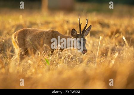 Roe cerf buck dans un champ avec des céréales, soirée d'été, Pologne orientale Banque D'Images