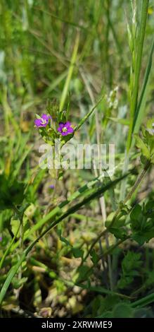 Le verre de Vénus (Legousia hybrida) Plantae Banque D'Images