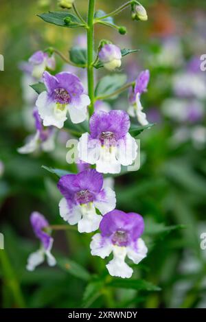 Angelonia 'Adessa Blue and White Bicolour'. Une plante vivace tendre cultivée comme annuelle pour les fleurs au cours de l'été. Banque D'Images