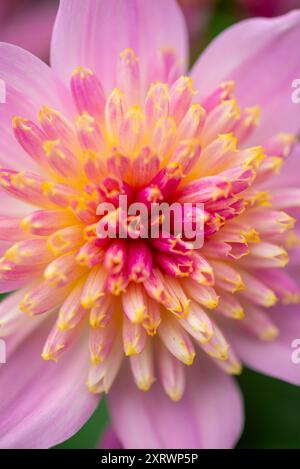 Dahlia 'Dalina Maxi Pink Starburst' fleur en gros plan. Banque D'Images