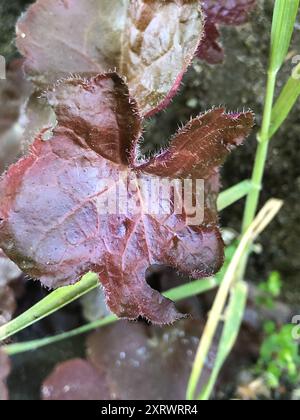 Alumroots (Heuchera) Plantae Banque D'Images