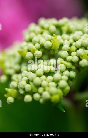 Boutons floraux dans une tête de fleur d'hortensia à la fin de l'été. Banque D'Images