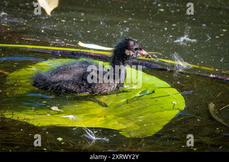 Jeune bébé Moorhen sur un lilypad. Banque D'Images