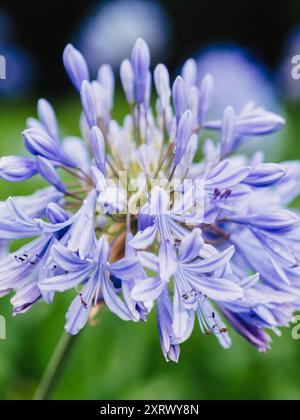 Vue rapprochée capturant les détails délicats des fleurs d'Agapanthus Blue Storm recouvertes de rosée matinale Banque D'Images