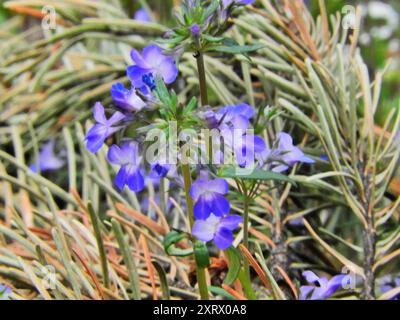 Marie géante aux yeux bleus (Collinsia grandiflora) Plantae Banque D'Images