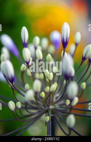 Agapanthus 'feux d'artifice' une vivacité de floraison de fin d'été avec de grands têtes de fleurs blanches et bleues. Banque D'Images