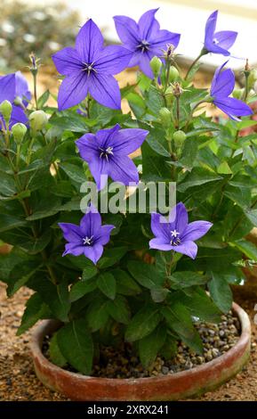 Les fleurs délicates de Platycodon grandiflorus Astra Blue. Banque D'Images