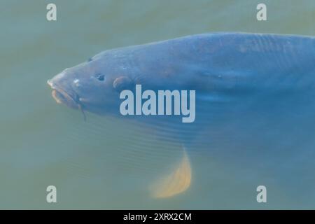 La carpe eurasienne ou carpe européenne (Cyprinus carpio) dans un étang. la carpe commune. Banque D'Images