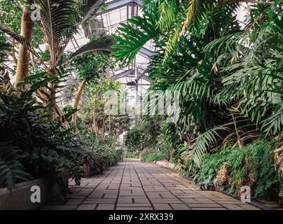 Un chemin à travers une jungle luxuriante et verte. Le chemin est fait de briques et est entouré d'arbres Banque D'Images