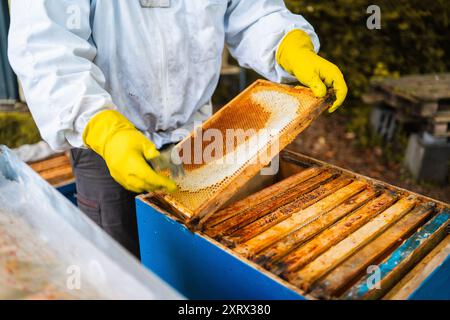 Apiculteur vérifiant le cadre suspendu de ruche en bois avec des nids d'abeilles pour miel d'abeille Banque D'Images