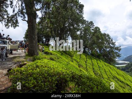Touristes dans les plantations de thé, Pahang, Cameron Highlands, Malaisie Banque D'Images