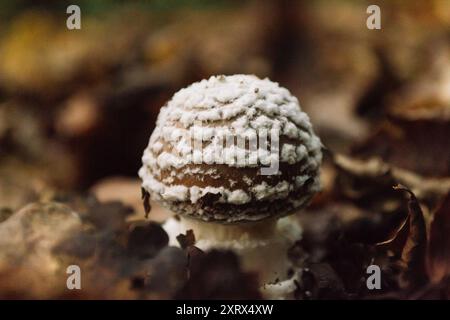 Un champignon avec des taches blanches est assis sur un tas de feuilles. L'image a une sensation naturelle et terreuse à elle, avec le champignon étant le foyer principal Banque D'Images