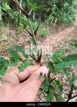 Corne de taureau acacia (Vachellia cornigera) Plantae Banque D'Images