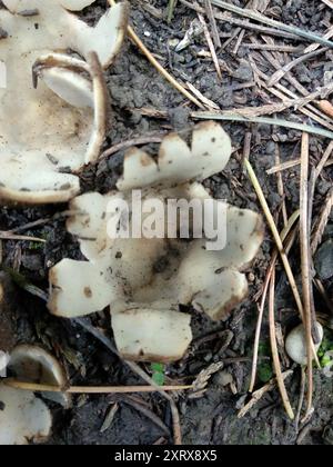 Champignons de la coupe de cèdre (Geopora sumneriana) Banque D'Images